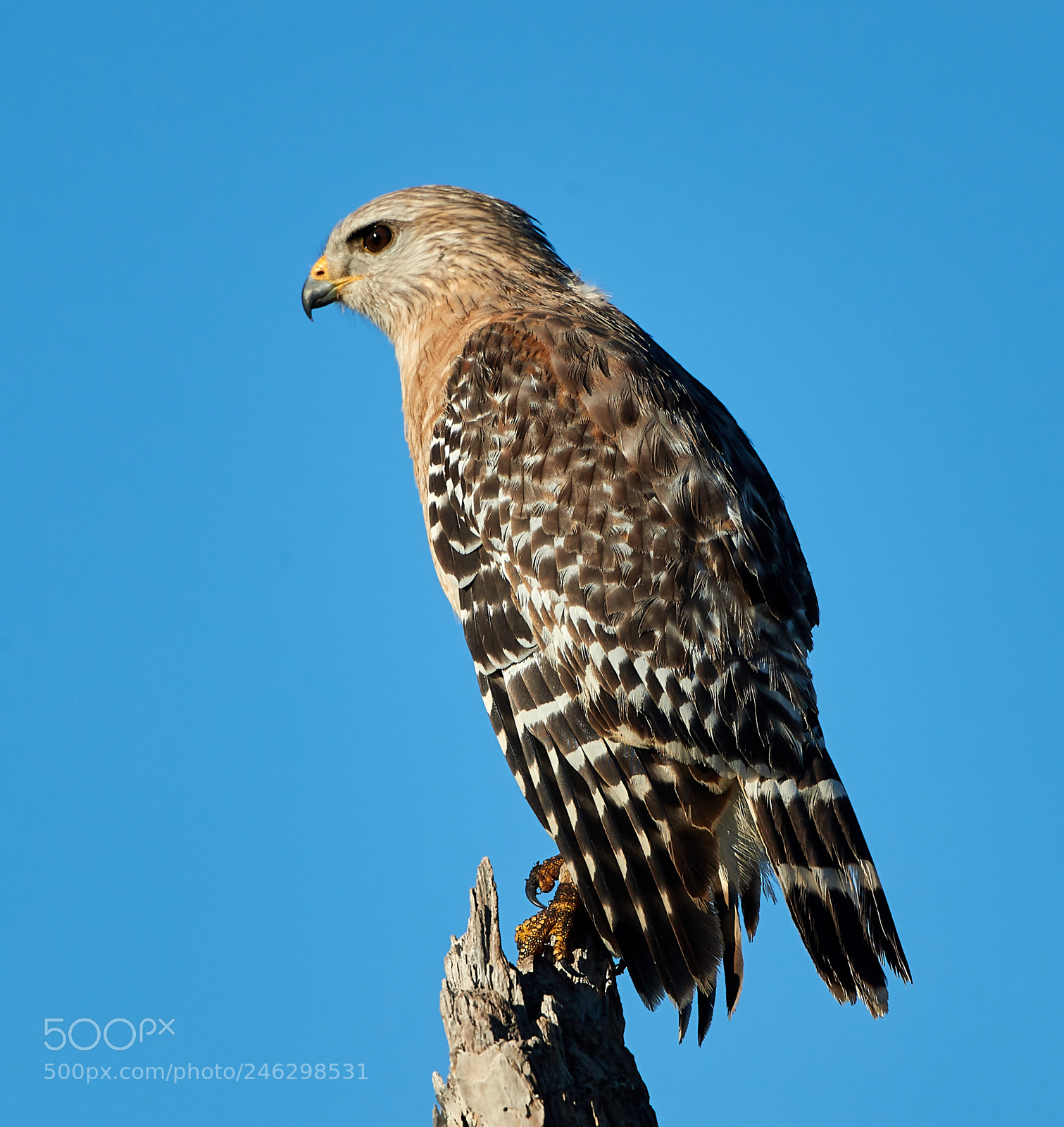Canon EOS-1D X Mark II sample photo. 02-16-18-0003963.jpg photography