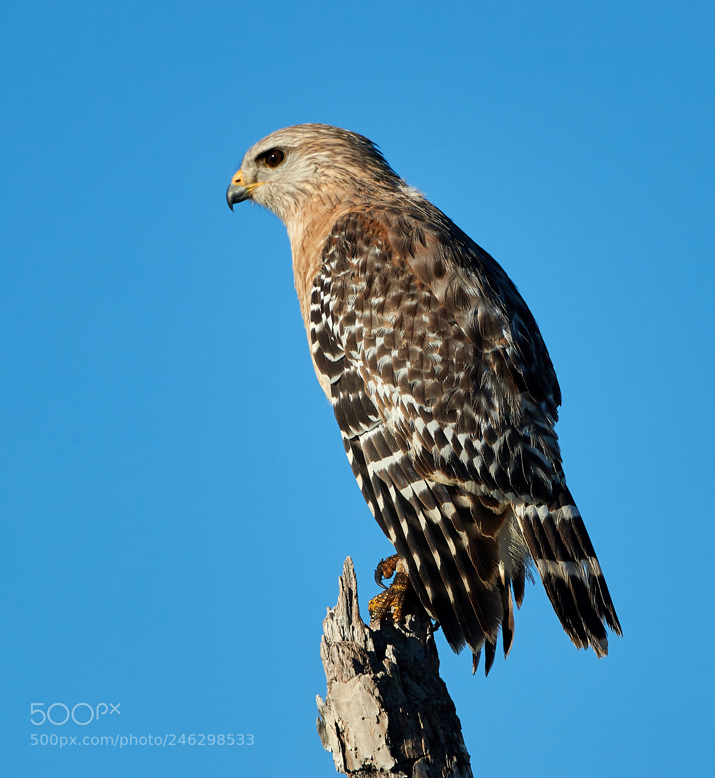 Canon EOS-1D X Mark II sample photo. 02-16-18-0003962.jpg photography