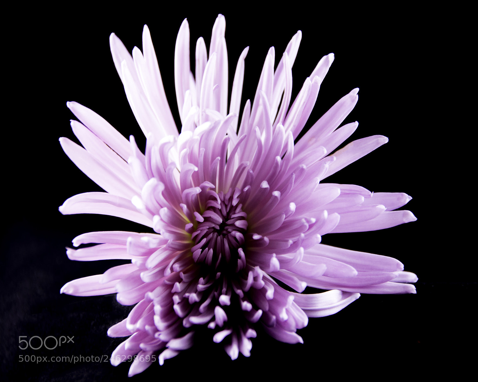 Nikon D7100 sample photo. Large chrysanthemum-1 photography
