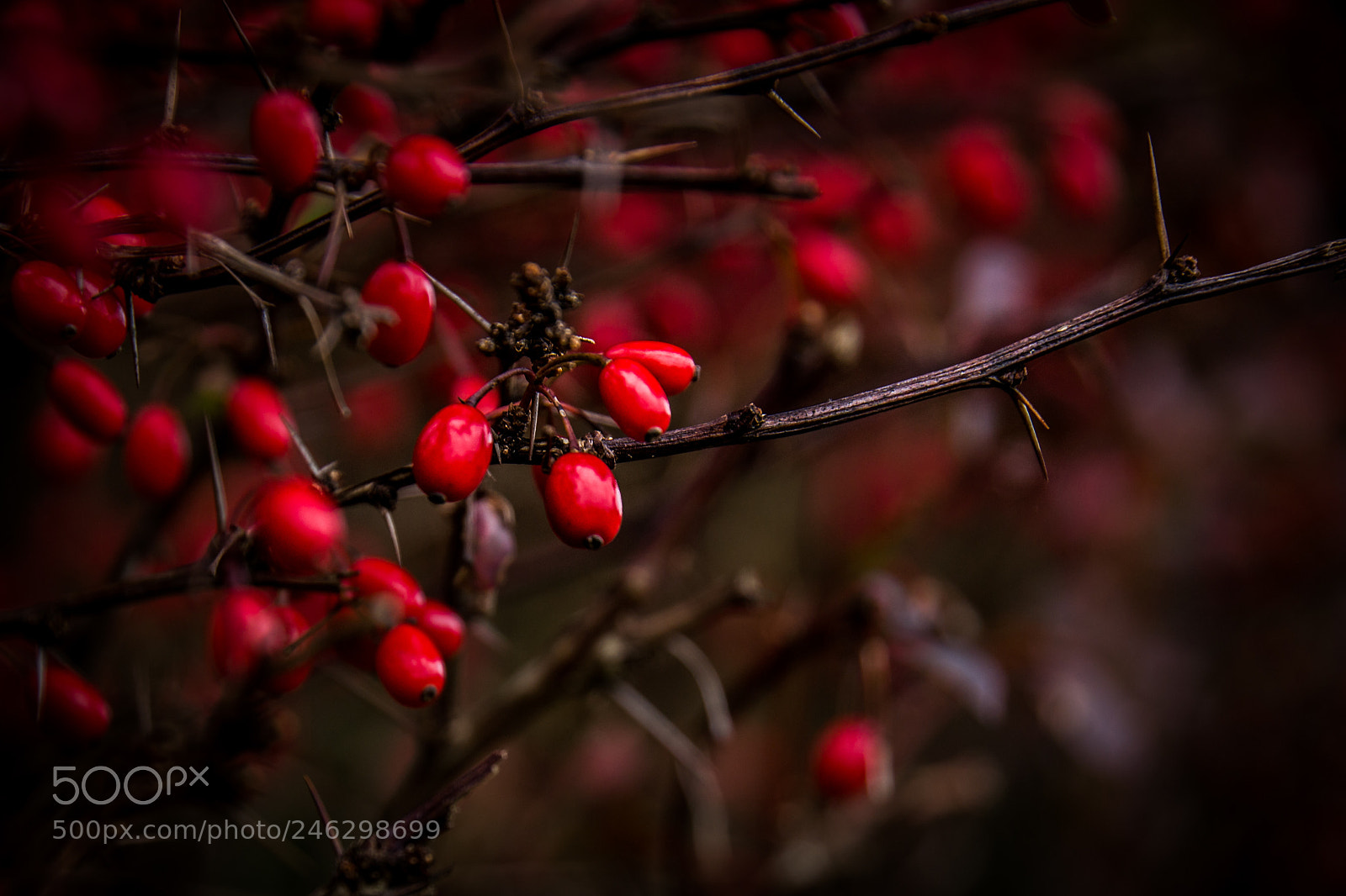 Nikon D3100 sample photo. Red  photography