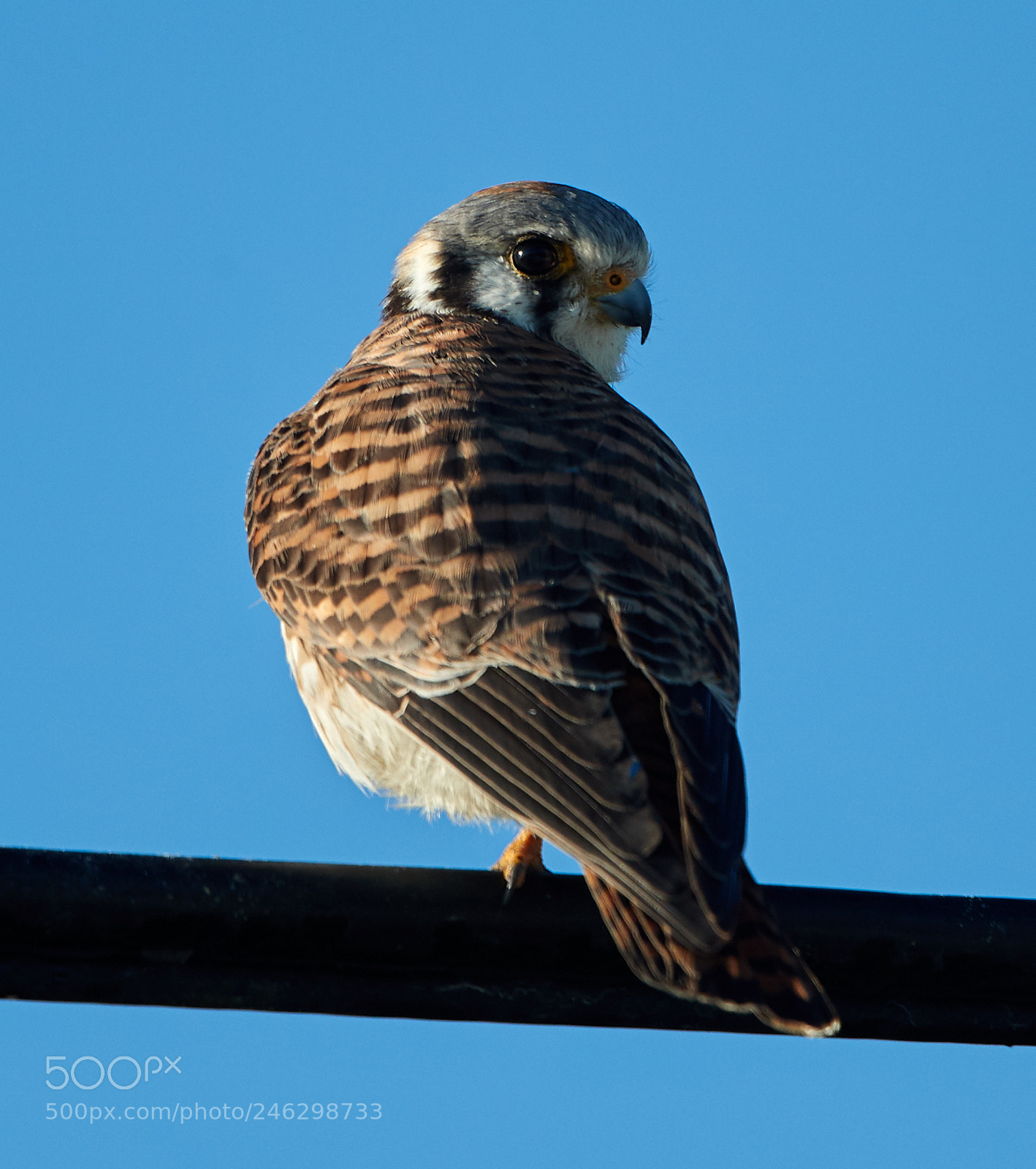 Canon EOS-1D X Mark II sample photo. 02-16-18-0003927.jpg photography
