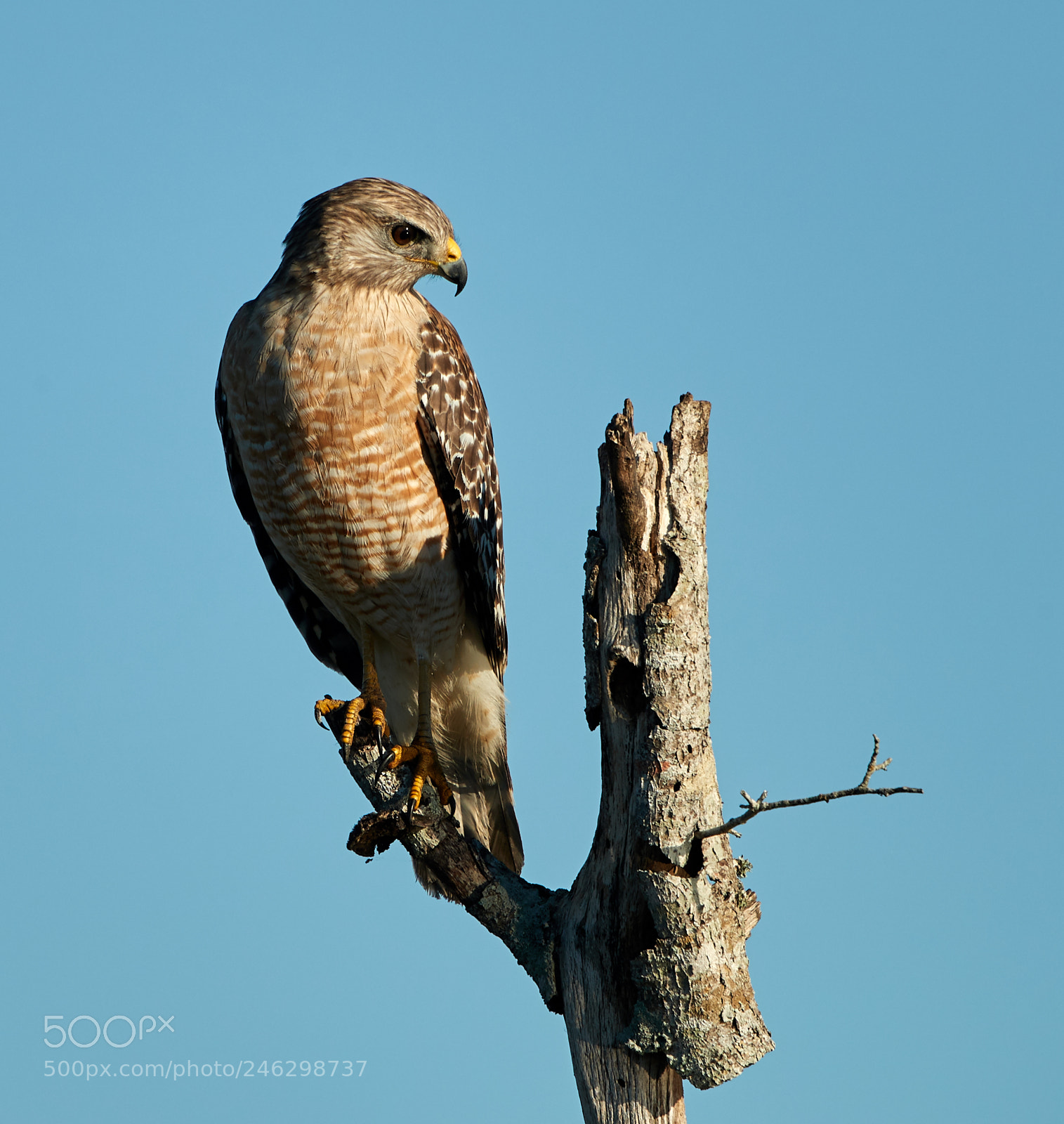 Canon EOS-1D X Mark II sample photo. 02-16-18-0003914.jpg photography