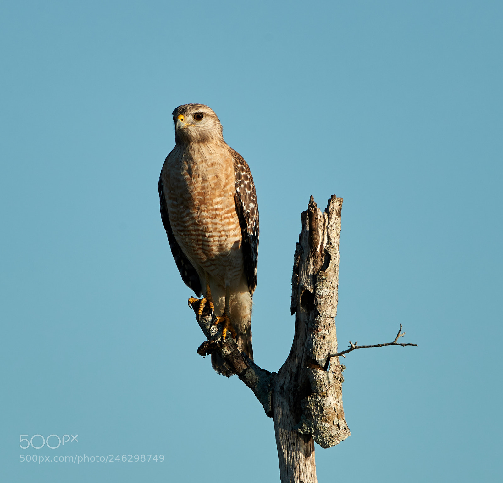 Canon EOS-1D X Mark II sample photo. 02-16-18-0003911.jpg photography