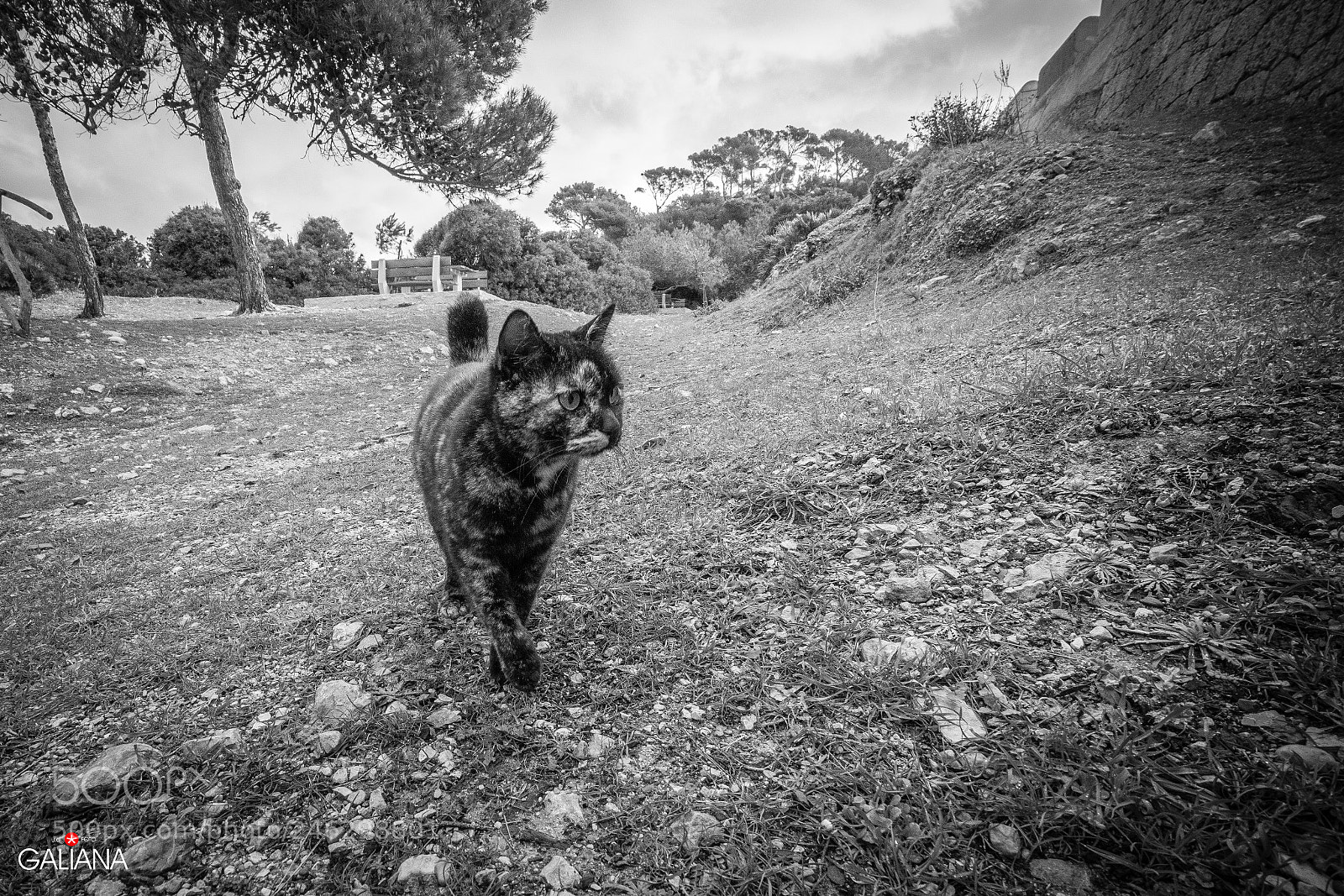 Sony a7 sample photo. El gatete photography