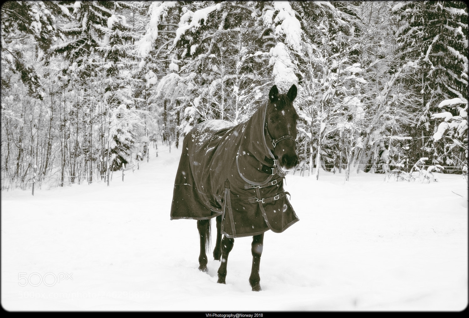 Canon EOS 40D sample photo. Dressed for the cold photography