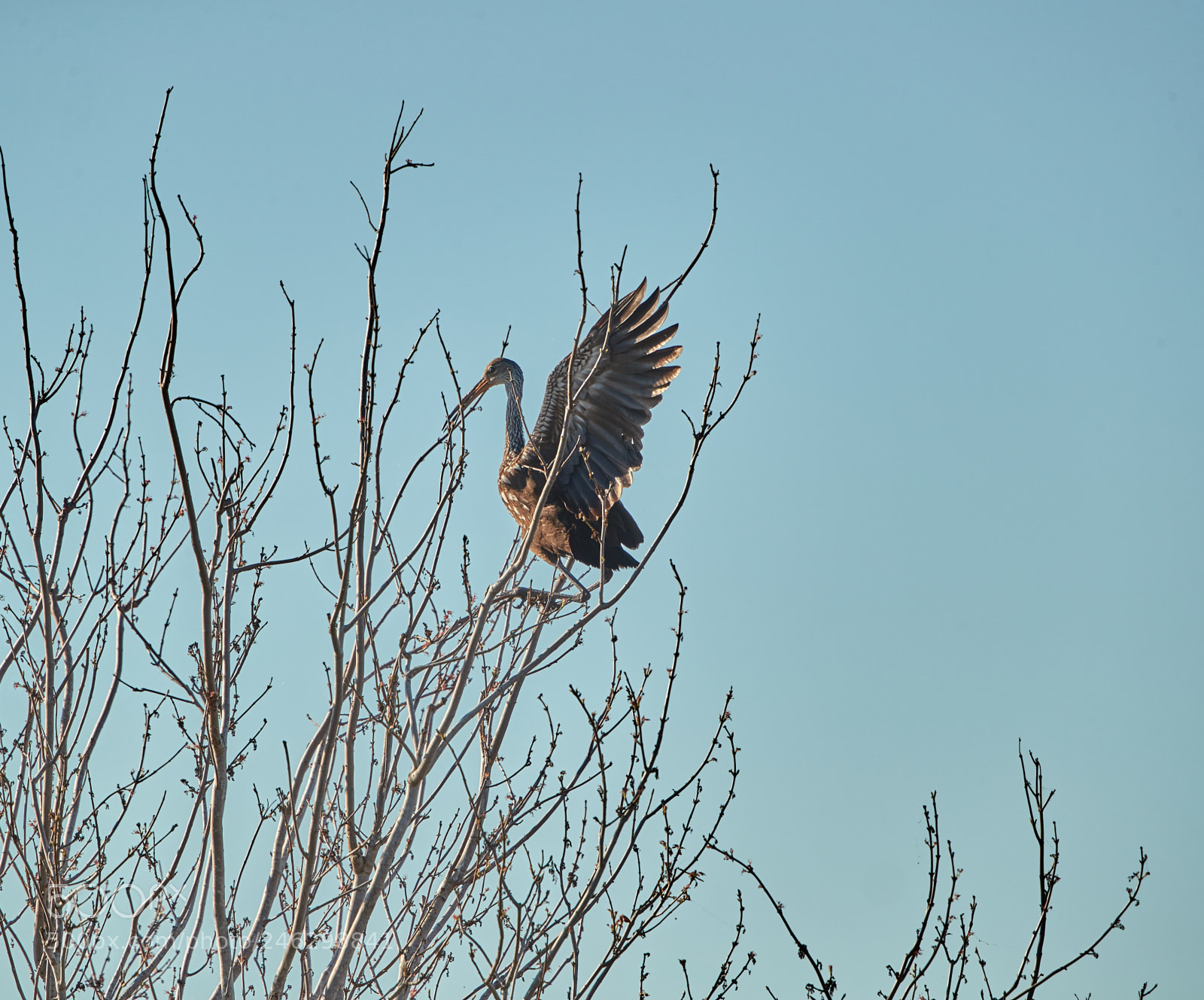 Canon EOS-1D X Mark II sample photo. 02-16-18-0003802 1.jpg photography