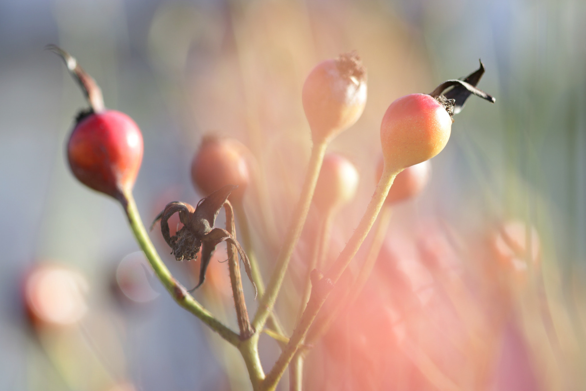 Canon EF 100mm F2.8 Macro USM sample photo. Spring bloom photography