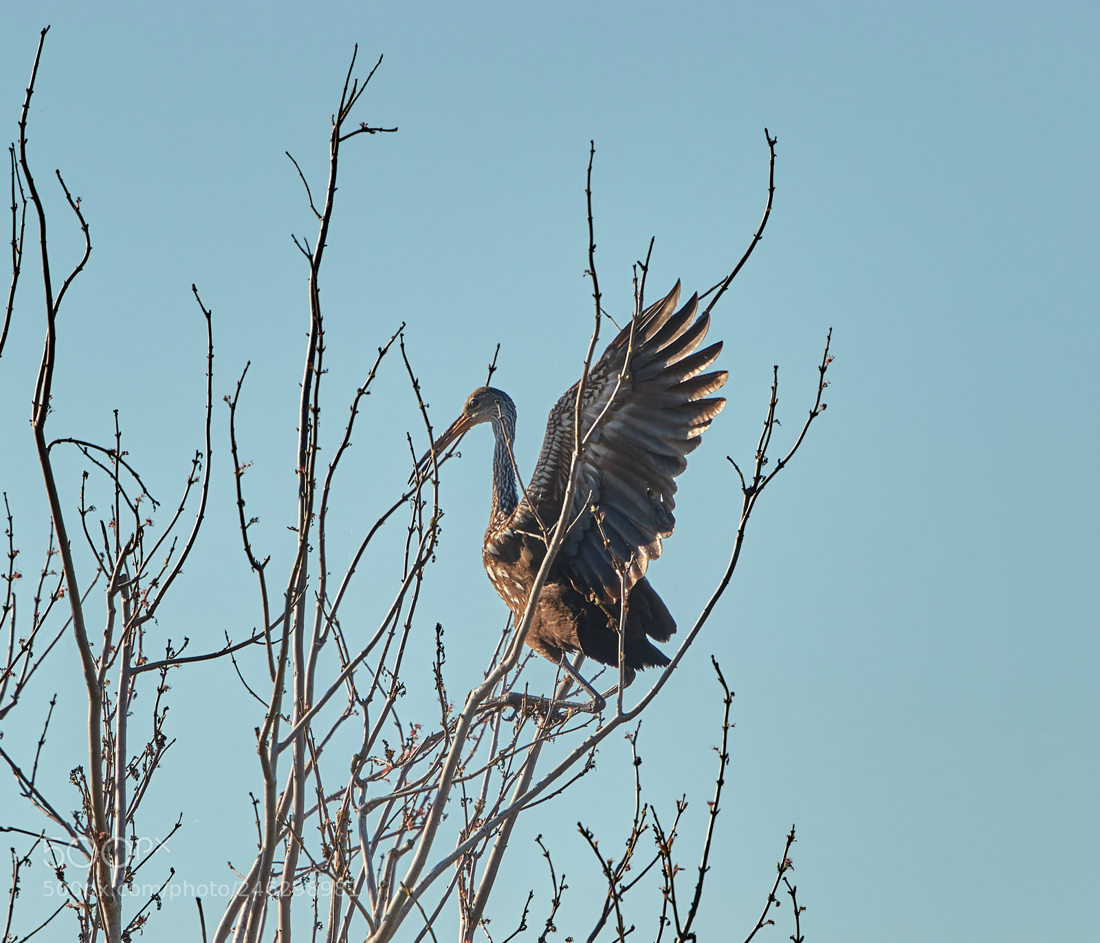 Canon EOS-1D X Mark II sample photo. 02-16-18-0003802.jpg photography