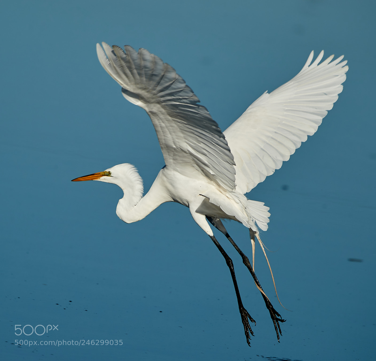 Canon EOS-1D X Mark II sample photo. 02-16-18-0003790.jpg photography