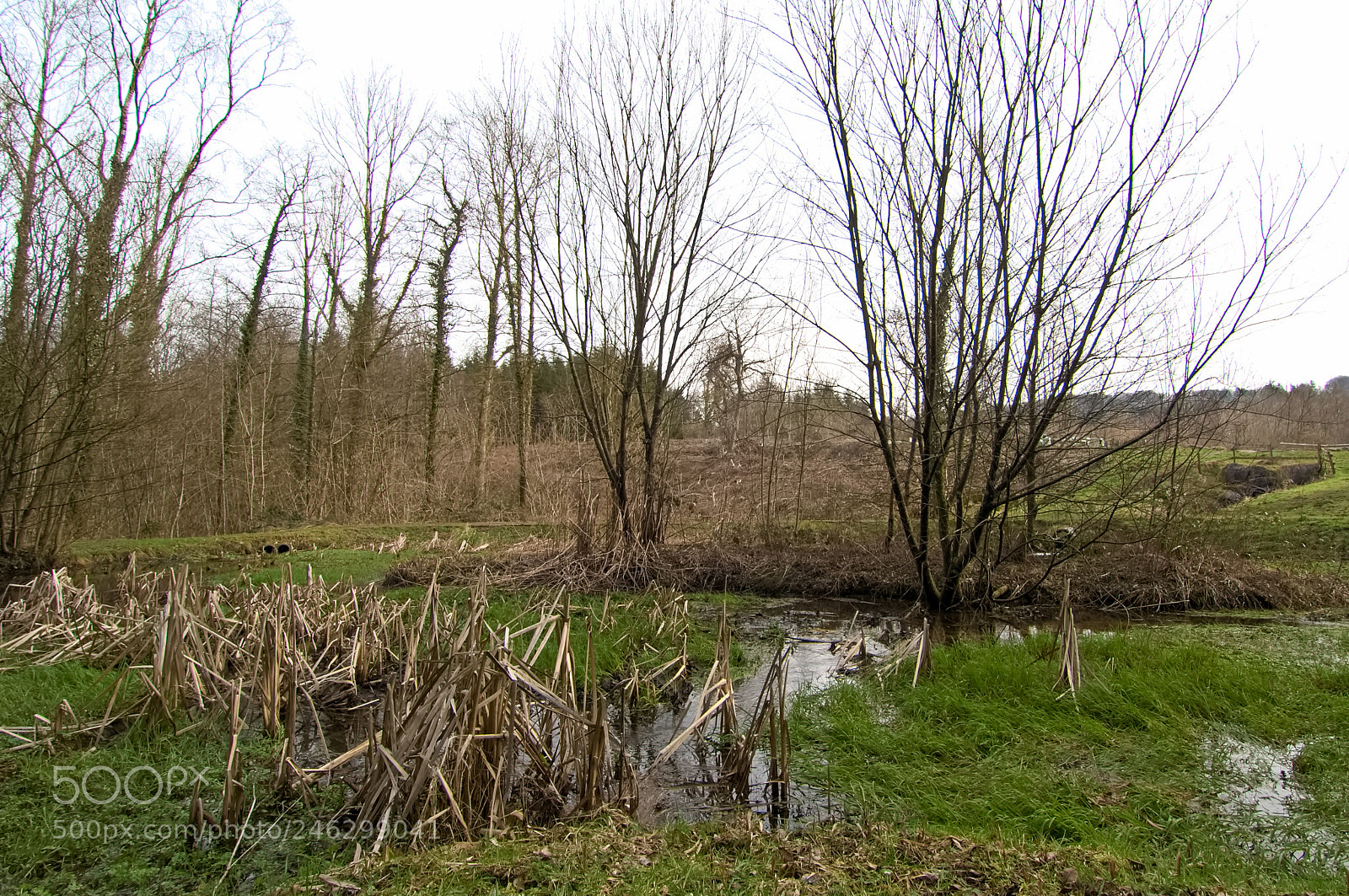 Nikon D2X sample photo. Bull rush's photography