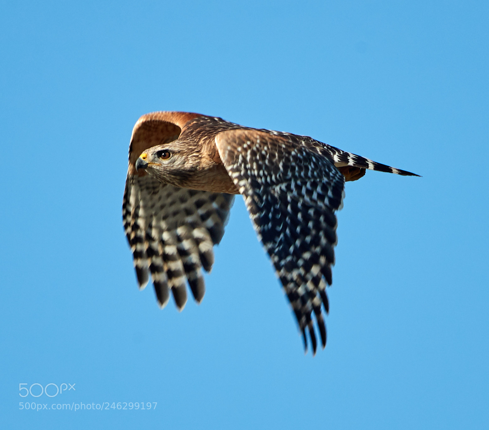 Canon EOS-1D X Mark II sample photo. 02-16-18-0003836.jpg photography