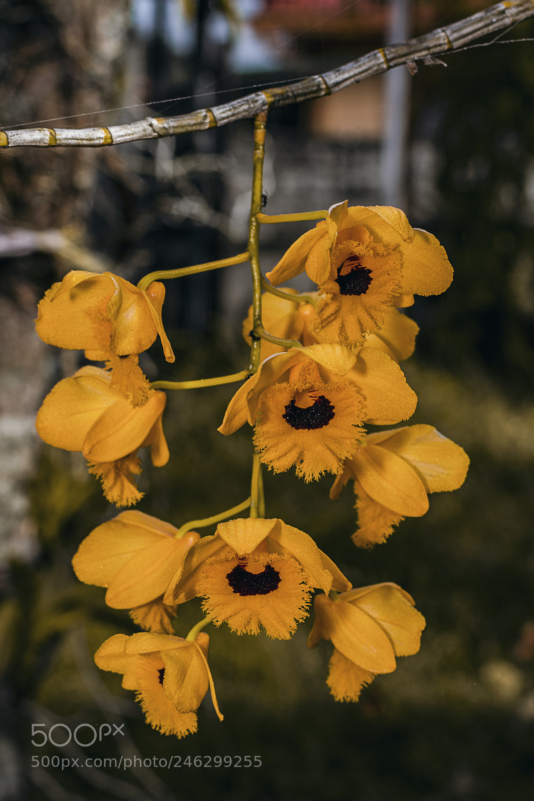 Nikon D3400 sample photo. Dendrobium photography