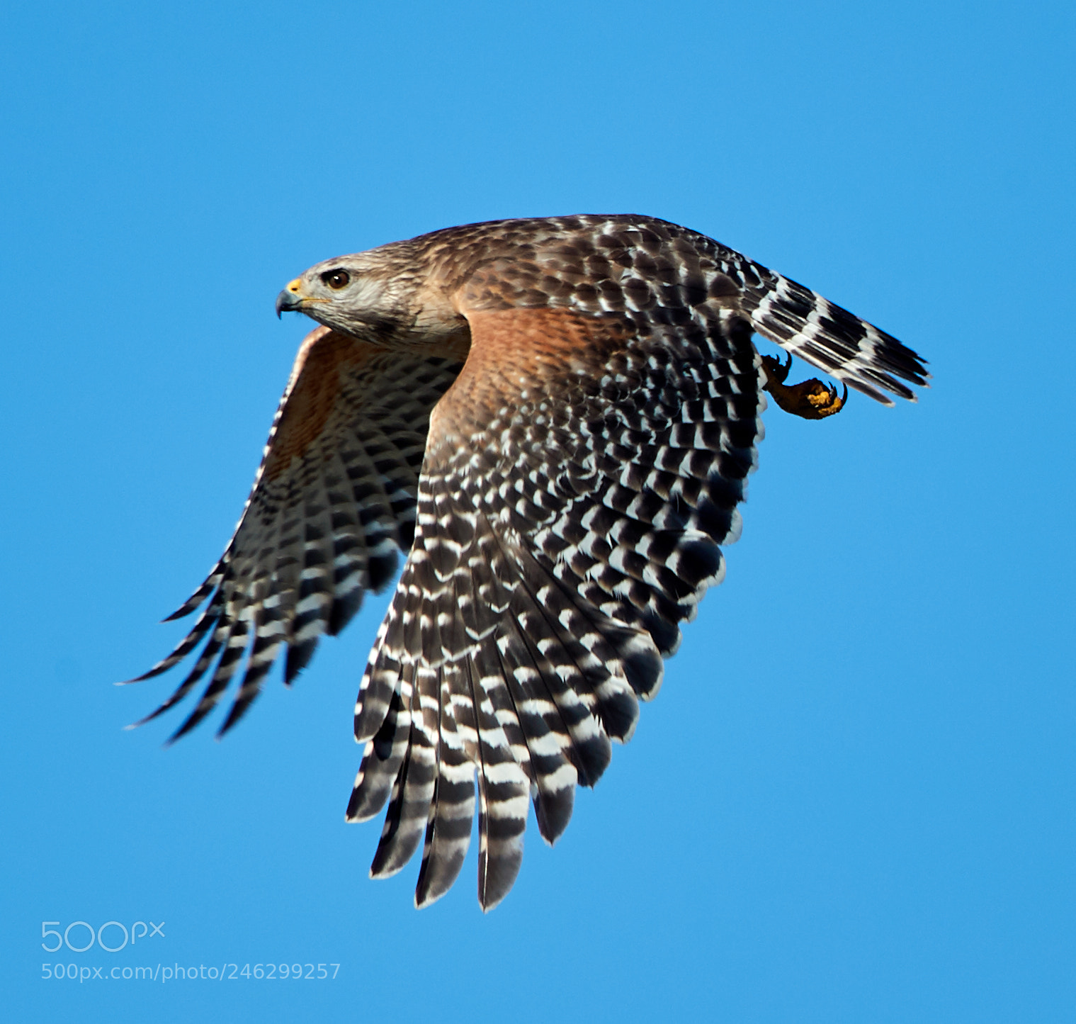 Canon EOS-1D X Mark II sample photo. 02-16-18-0003839.jpg photography