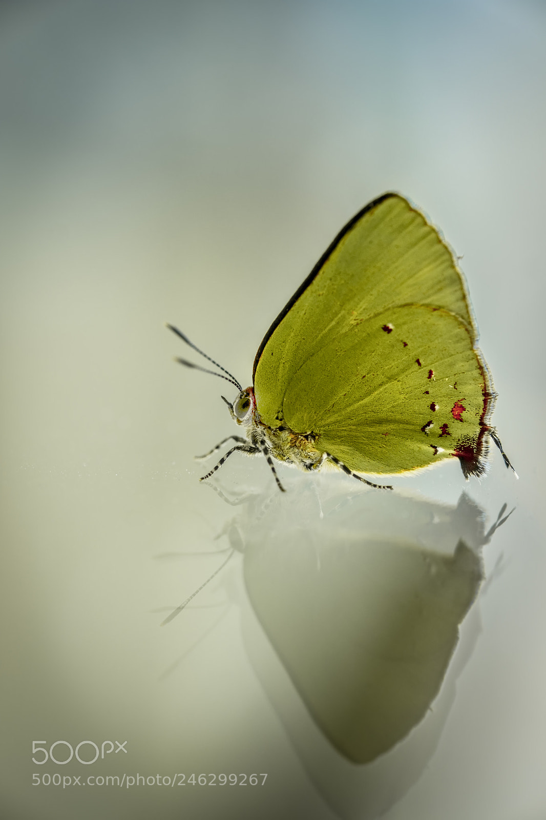 Fujifilm X-T2 sample photo. Little big green photography