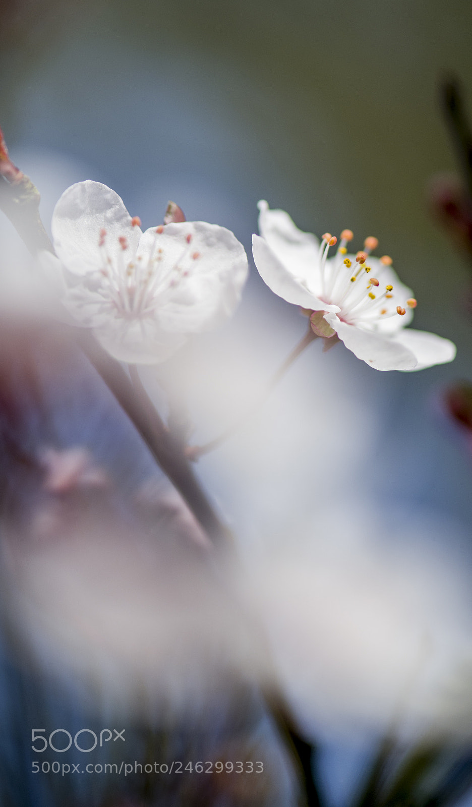 Nikon D850 sample photo. Cherry blossom depth of photography