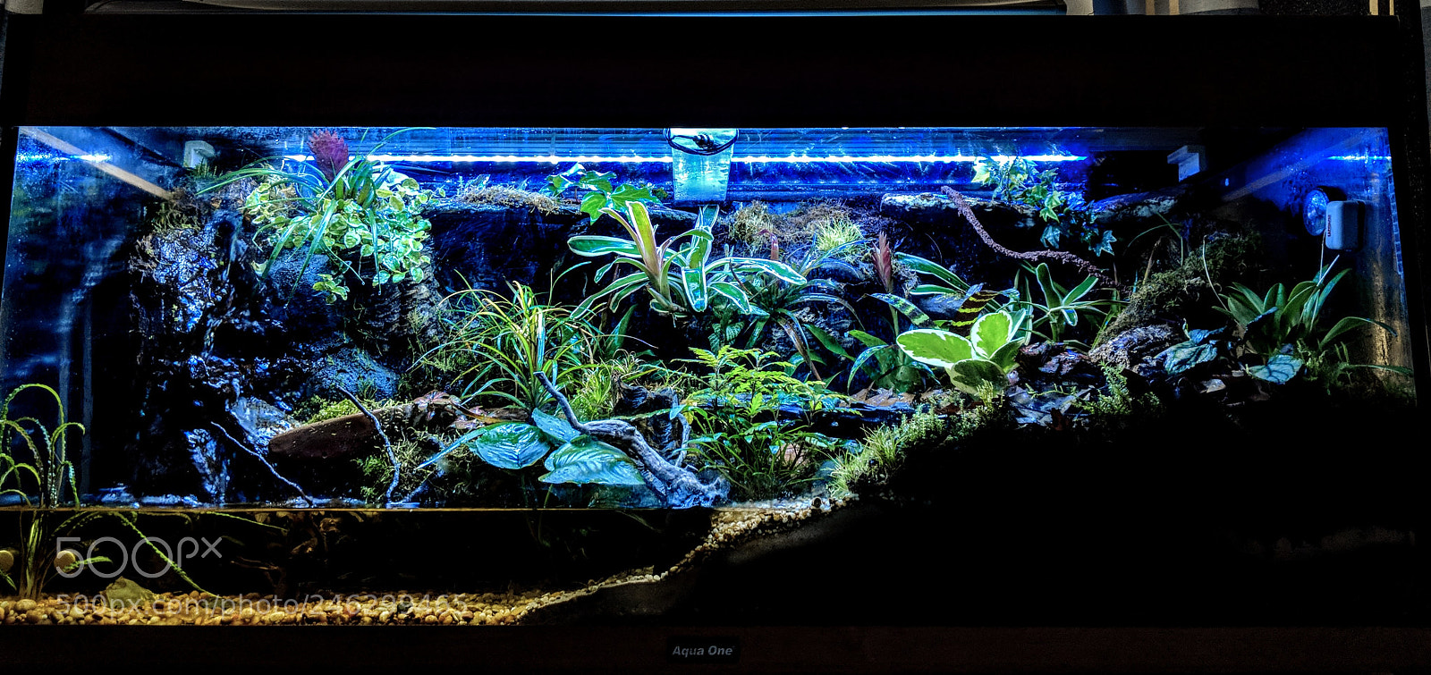 Google Pixel 2 XL sample photo. Dart frog setup photography