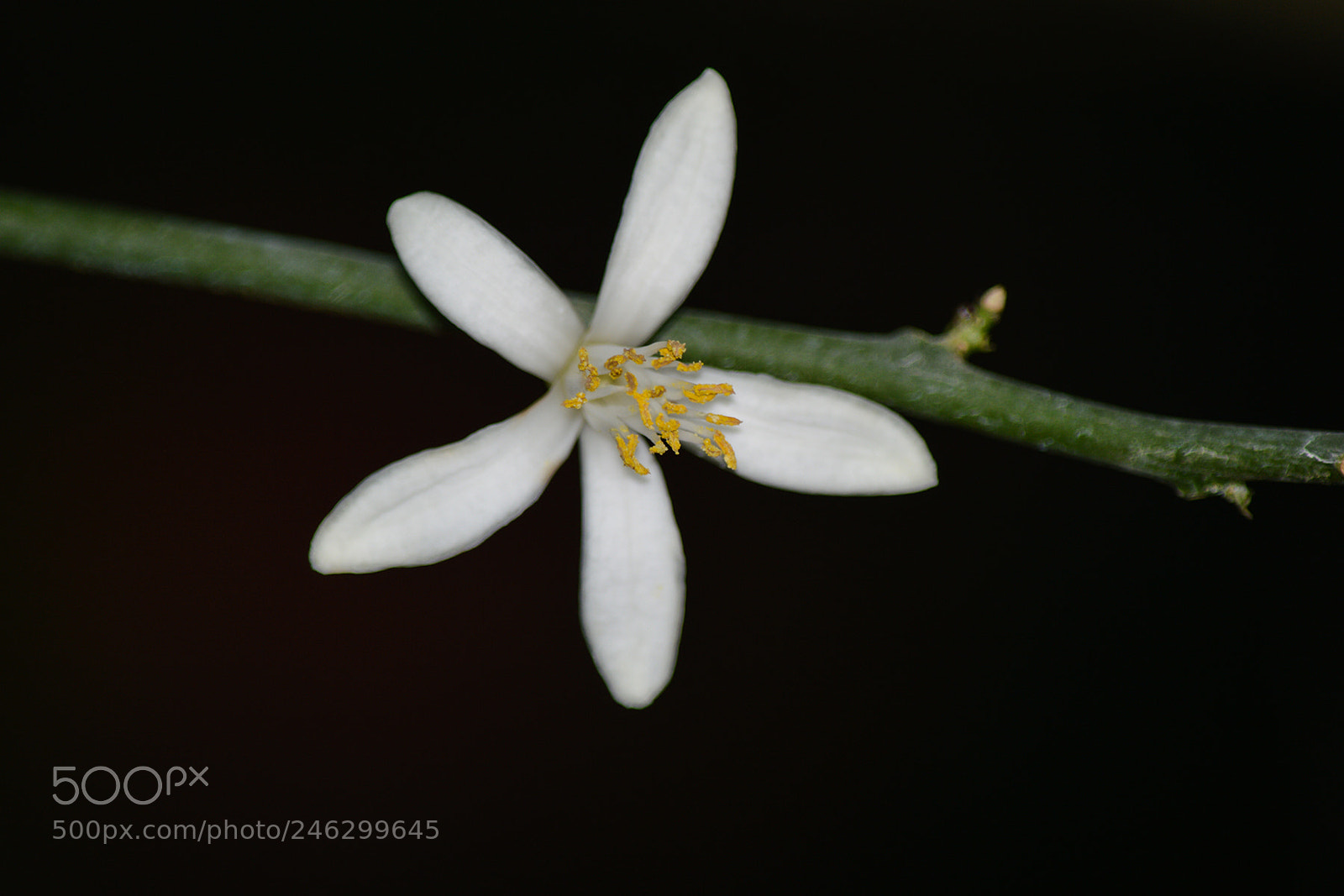 Nikon D3200 sample photo. Orange flower photography