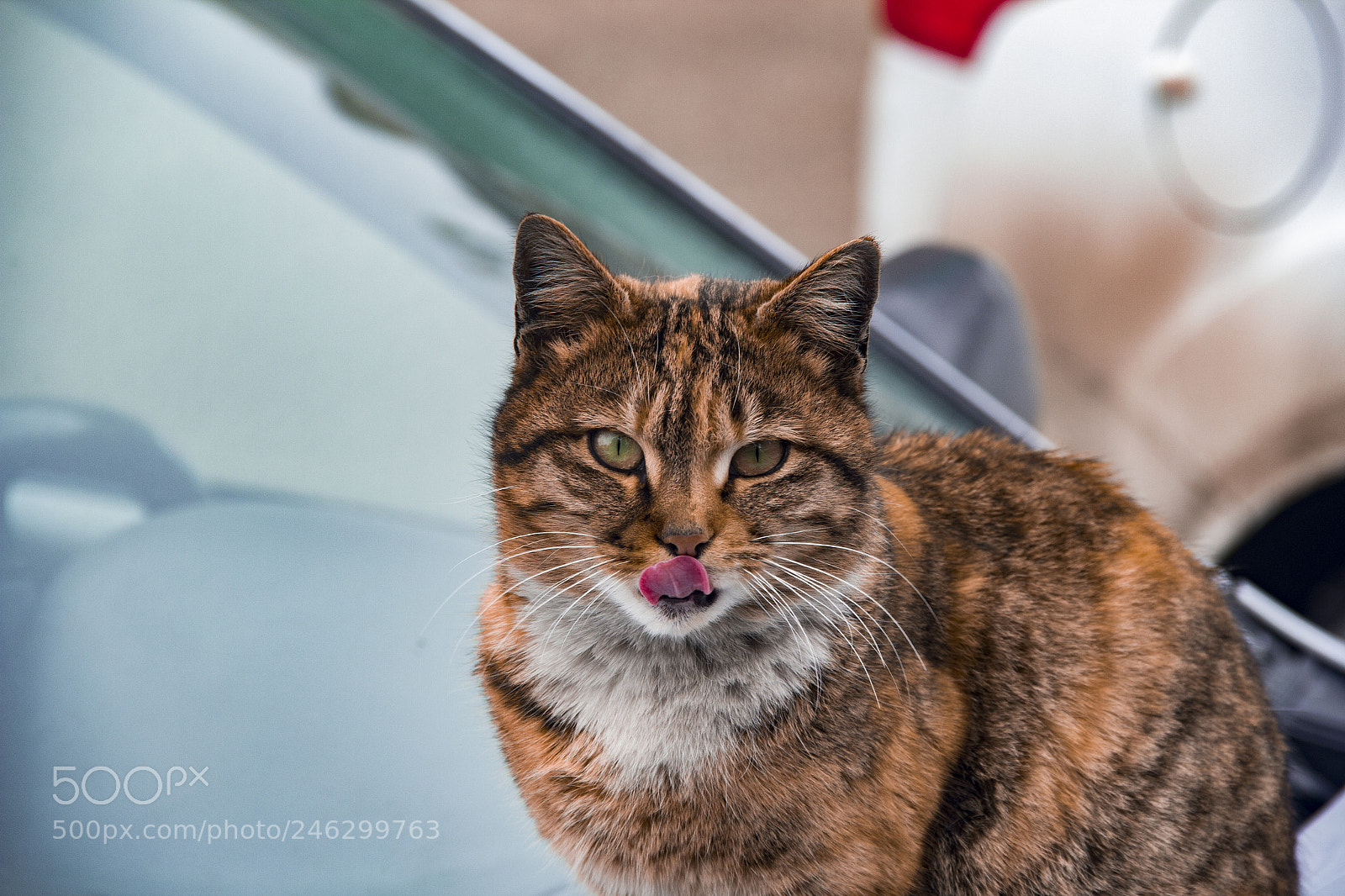 Canon EOS 60D sample photo. Cat photography