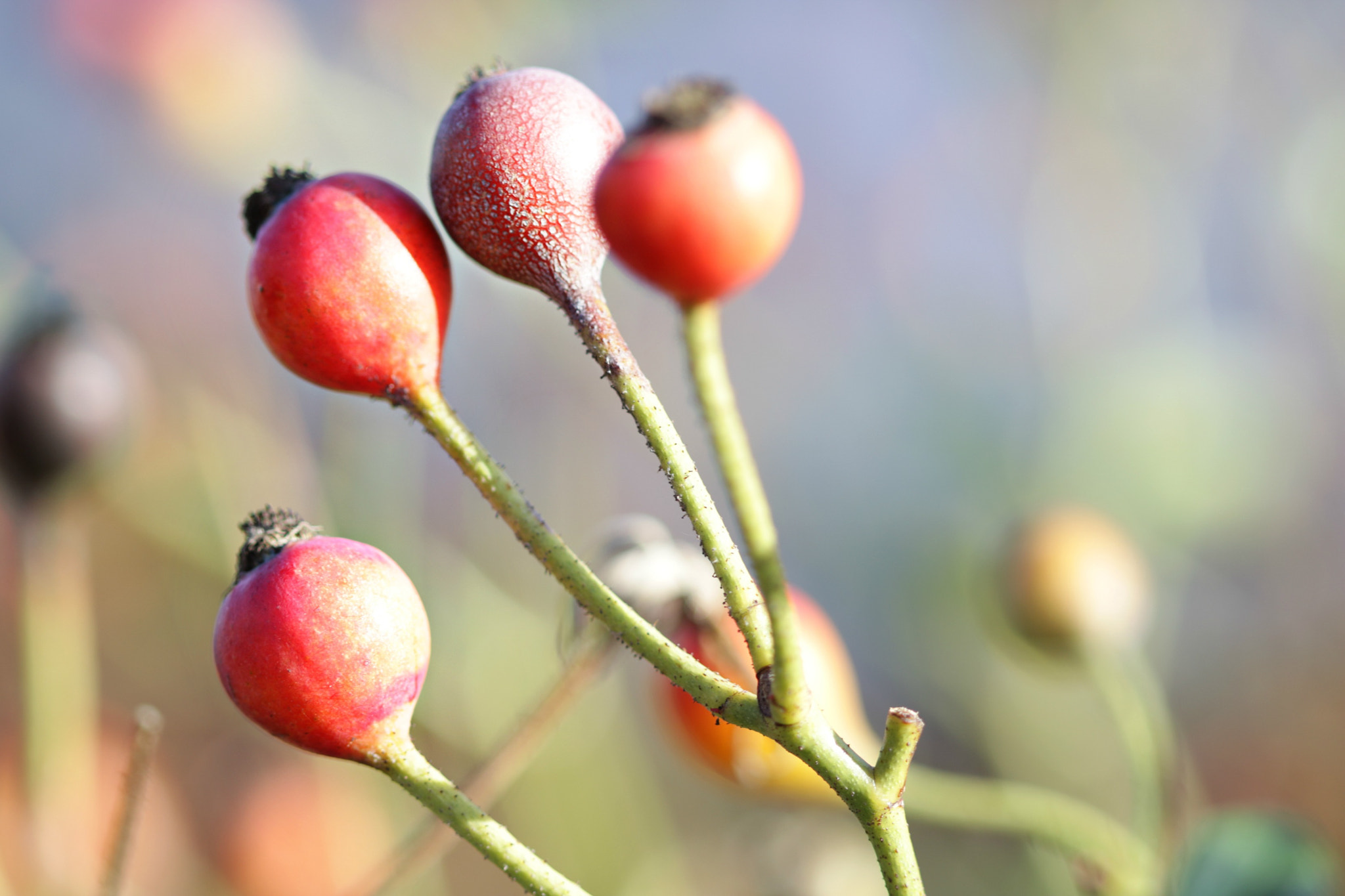 Canon EF 100mm F2.8 Macro USM sample photo. Blooming photography