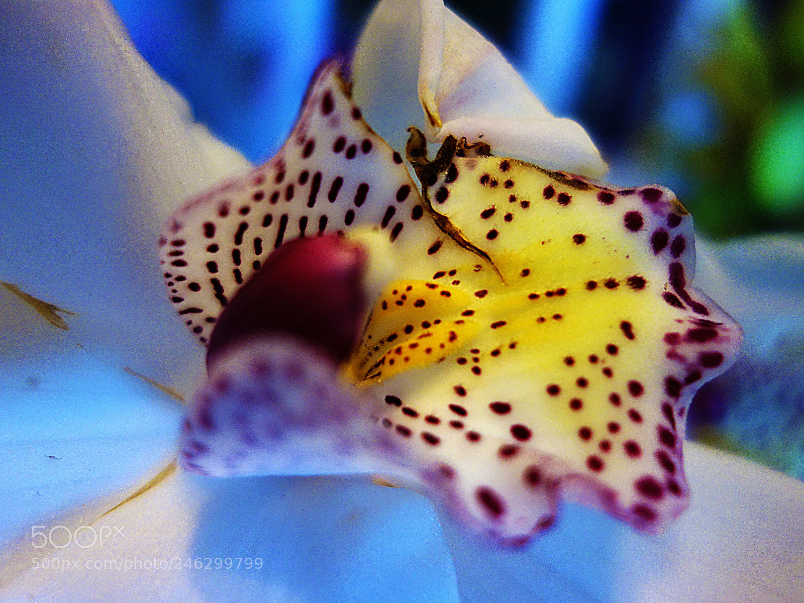 Sony Cyber-shot DSC-RX100 sample photo. Crop di orchidea photography