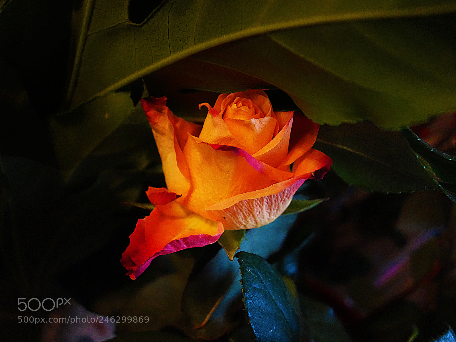 Sony Cyber-shot DSC-RX100 sample photo. Rosa photography