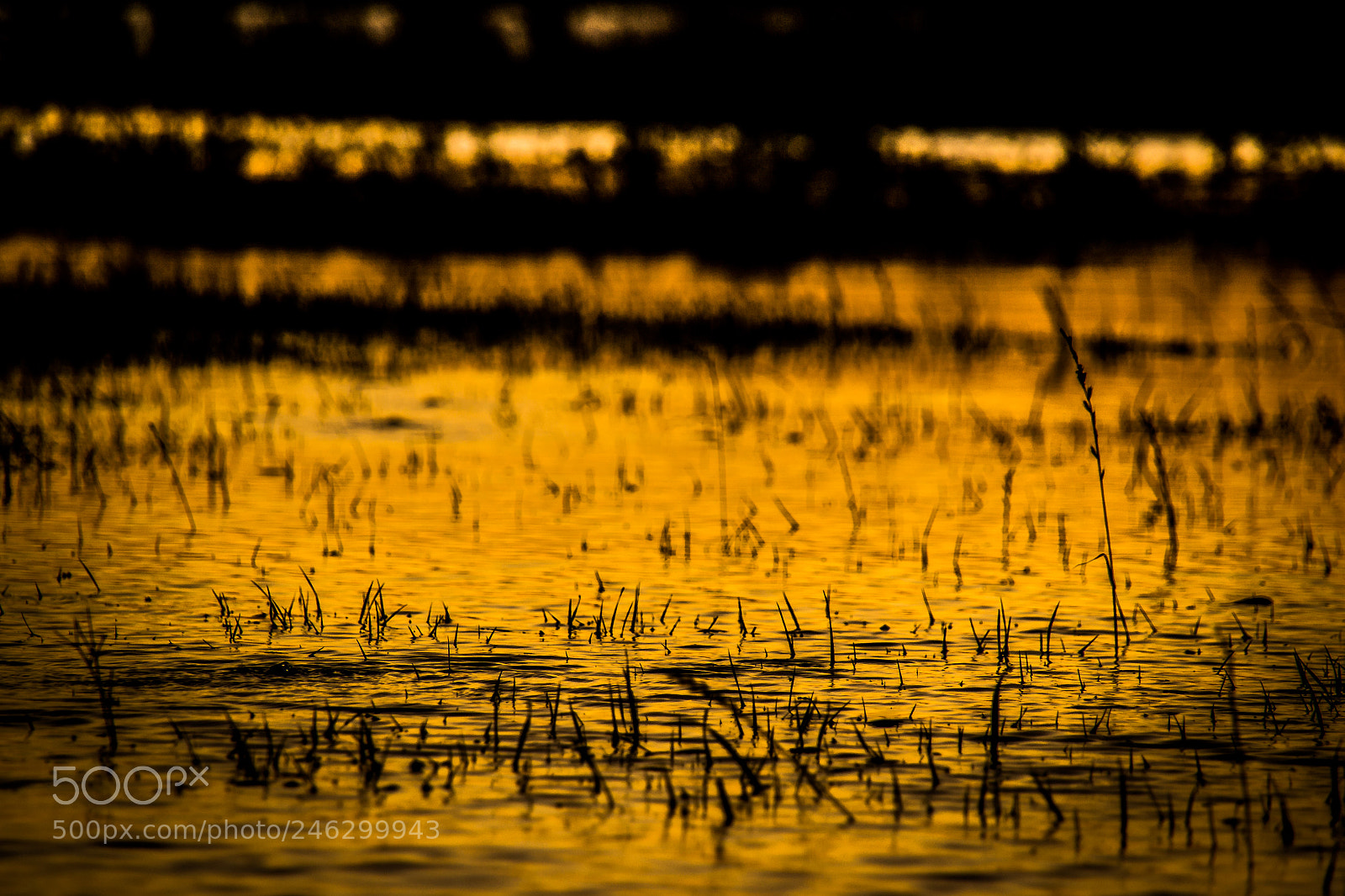 Nikon D3100 sample photo. Sun and water photography