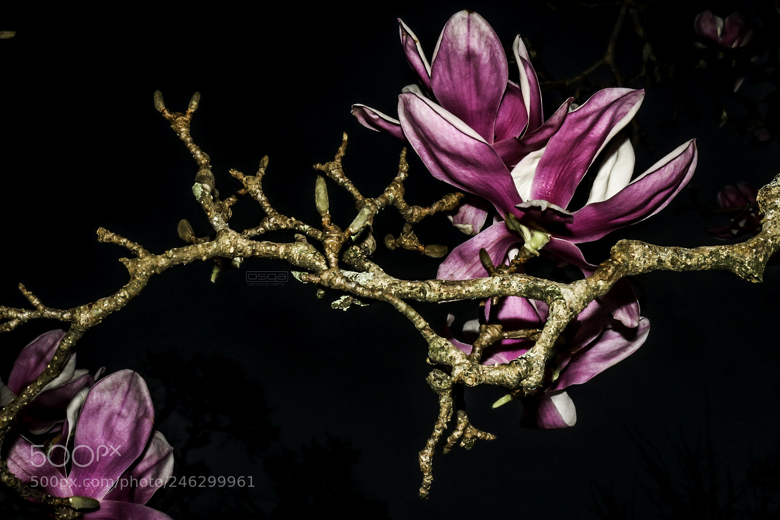 Canon EOS 750D (EOS Rebel T6i / EOS Kiss X8i) sample photo. Japanese magnolia photography