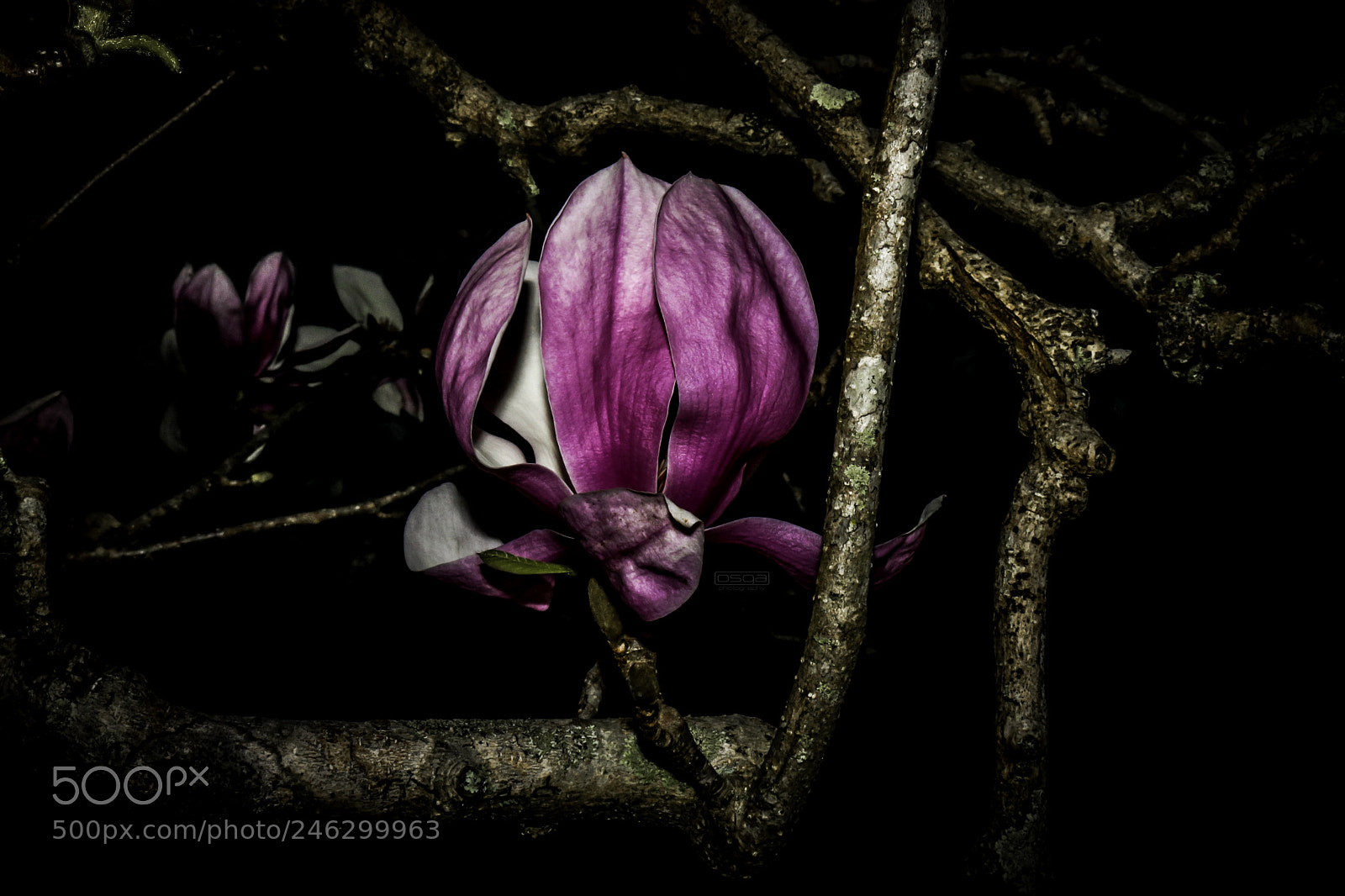 Canon EOS 750D (EOS Rebel T6i / EOS Kiss X8i) sample photo. Japanese magnolia photography