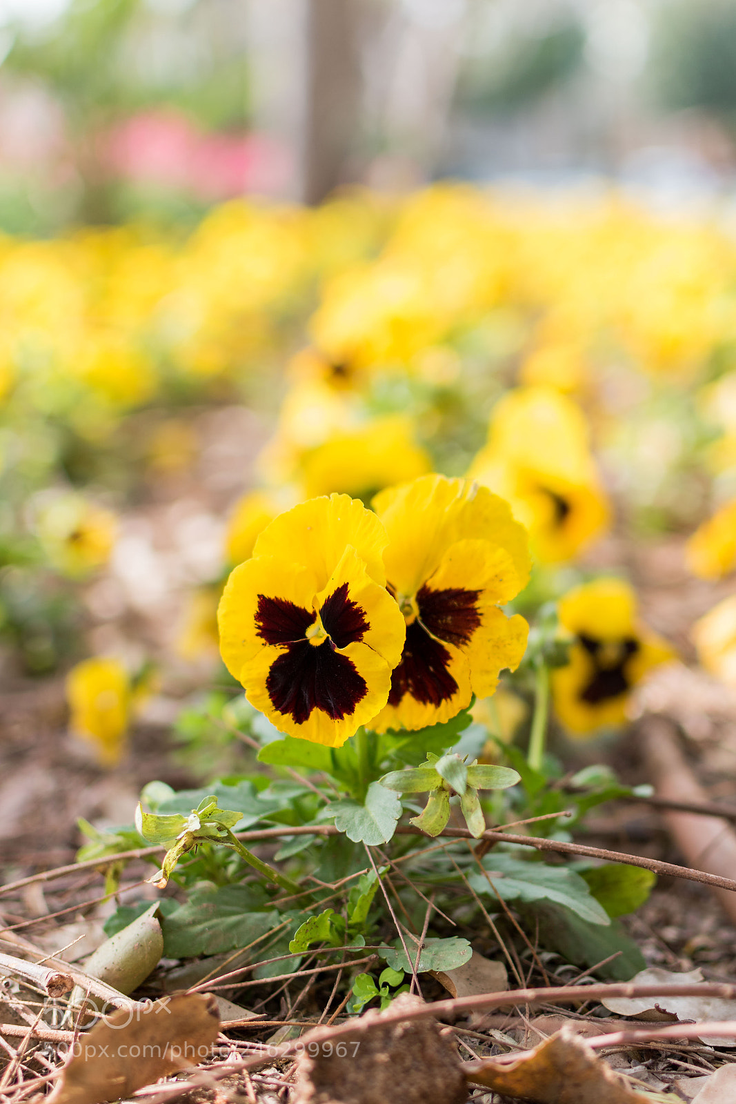 Nikon D5600 sample photo. Garden photography