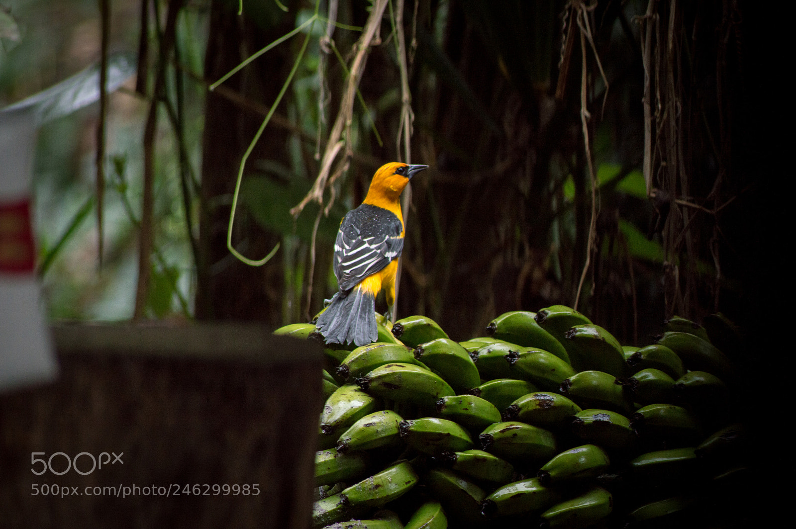 Nikon D3200 sample photo. Altamira oriole (icterus gularis) photography