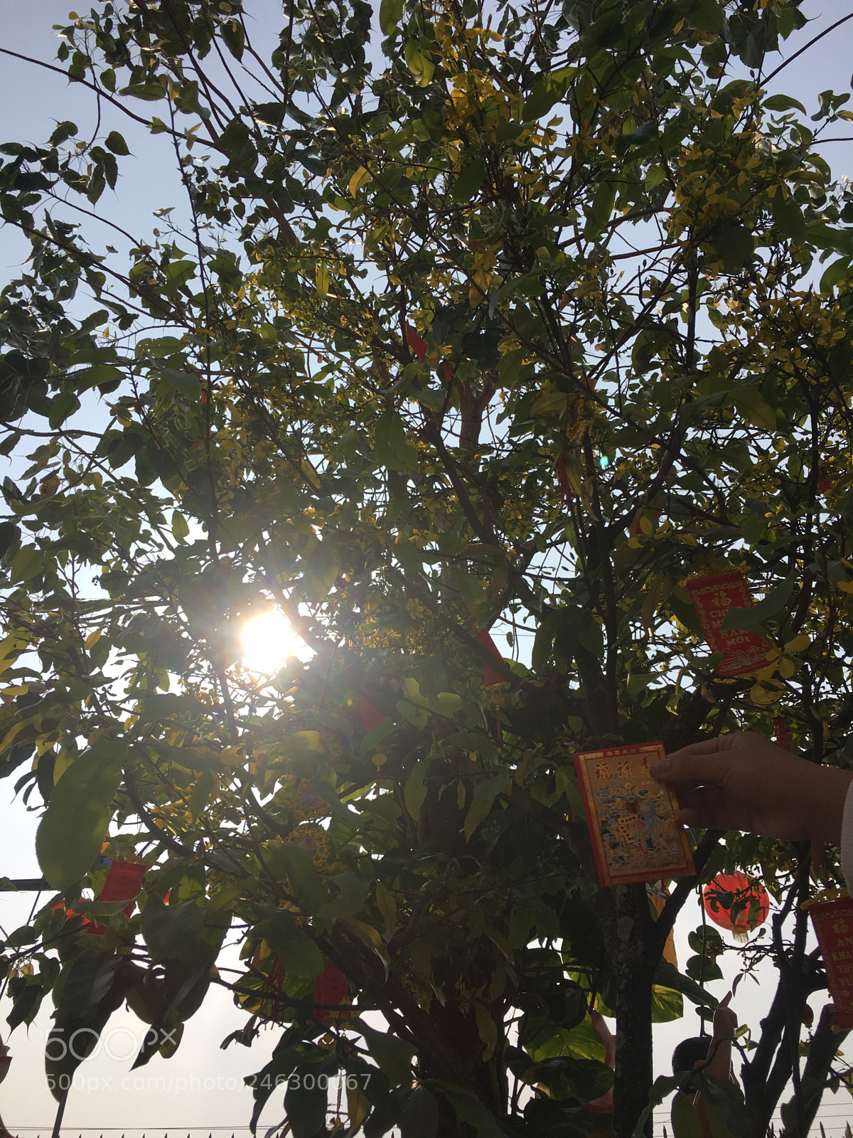 Apple iPhone 6s sample photo. Untitled photography