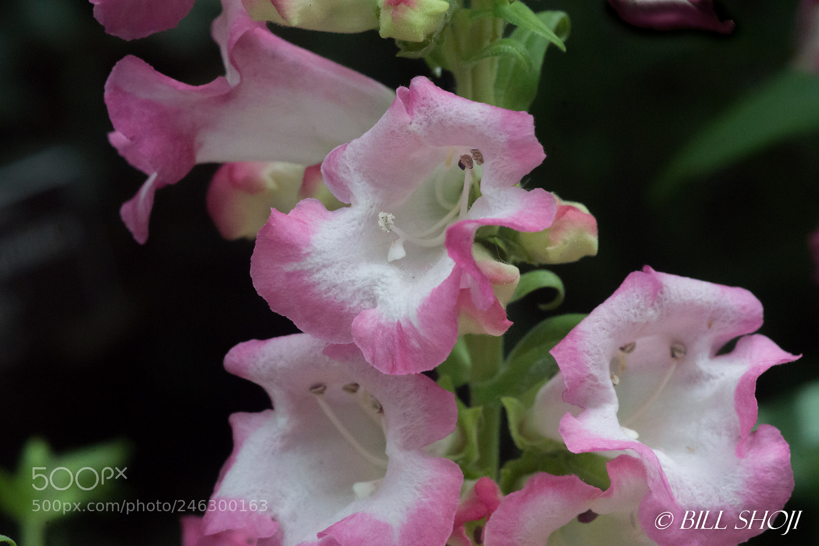 Sony a99 II sample photo. Beautiful pink/ white flowers photography