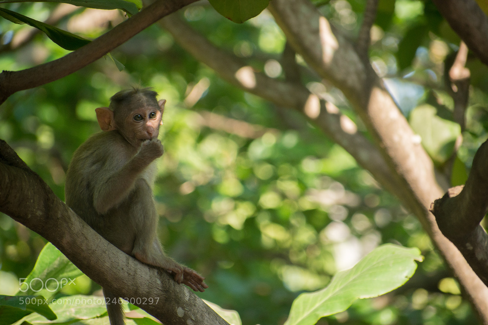 Nikon D7200 sample photo. Poser photography