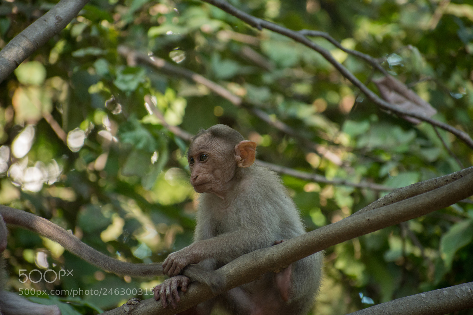 Nikon D7200 sample photo. Baby monkey photography