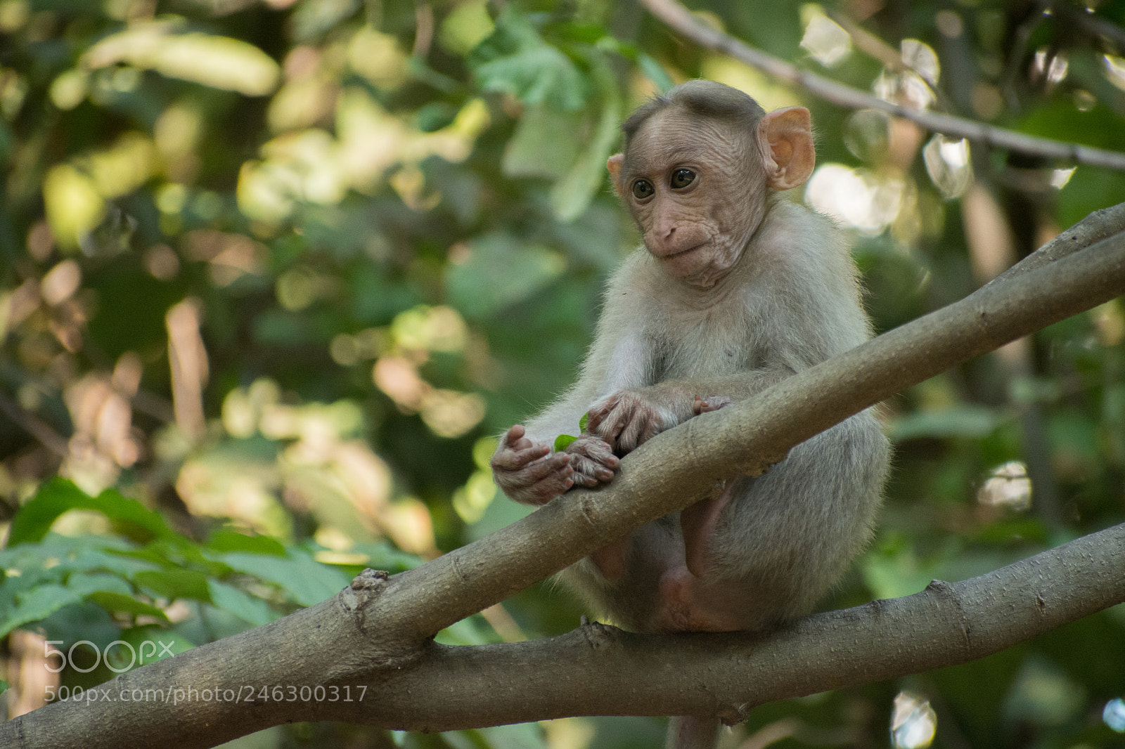 Nikon D7200 sample photo. Monkey photography