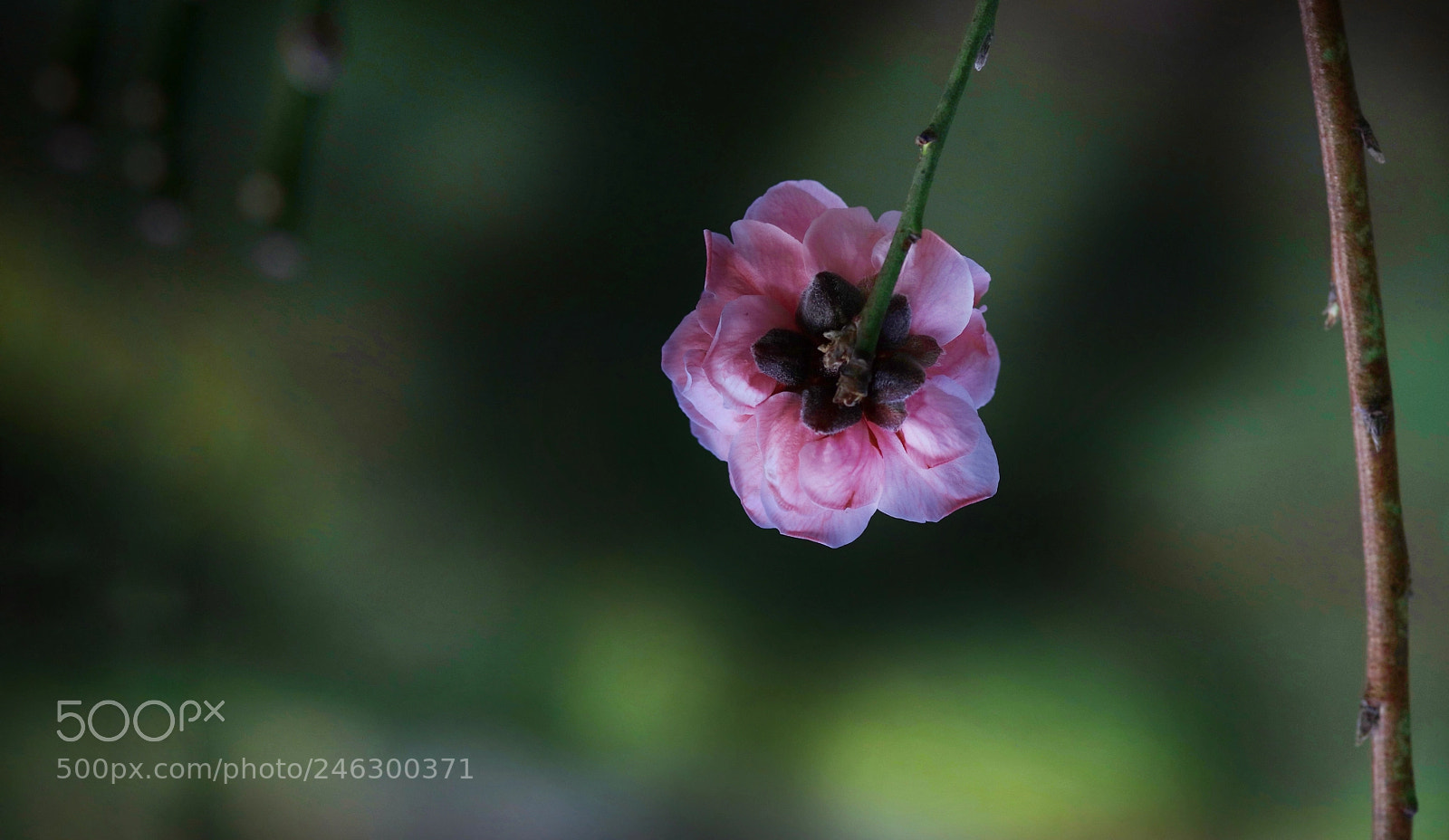 Canon EOS 5DS R sample photo. Hanging up photography