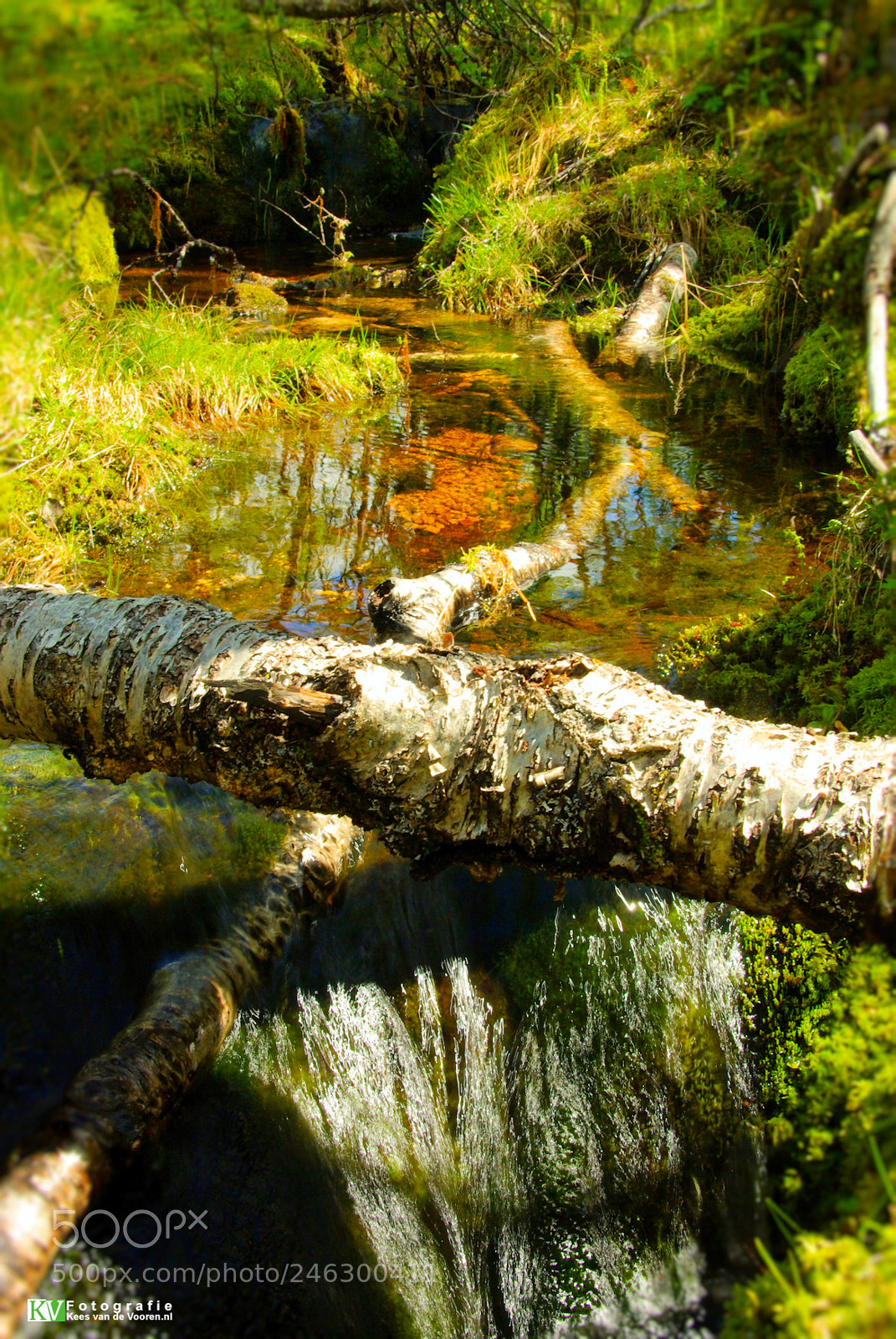Pentax K10D sample photo. Wet forest photography
