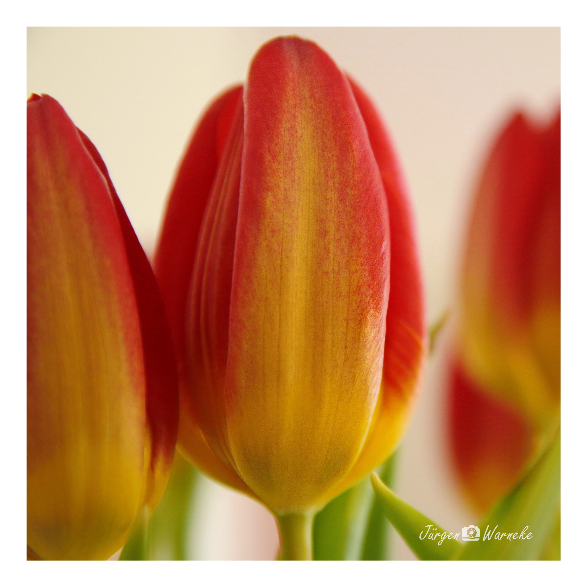 Canon EF-S 17-55mm F2.8 IS USM sample photo. Tulips photography