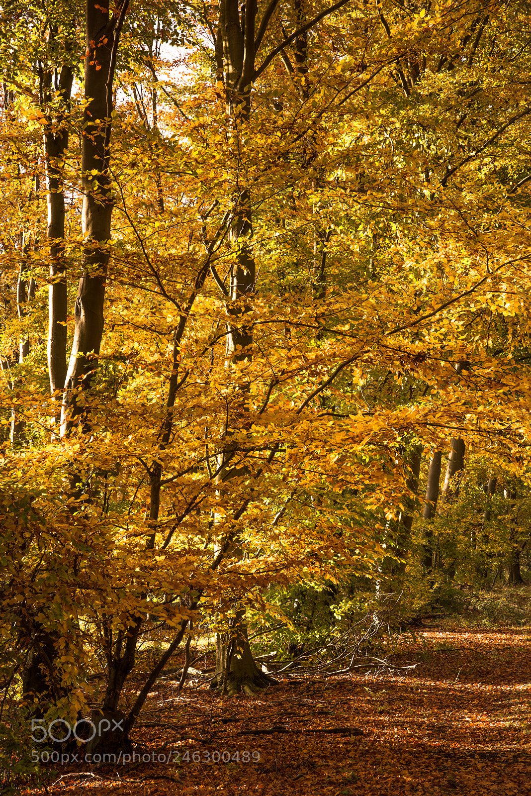 Nikon D810 sample photo. King's forest beech & birch #2 photography