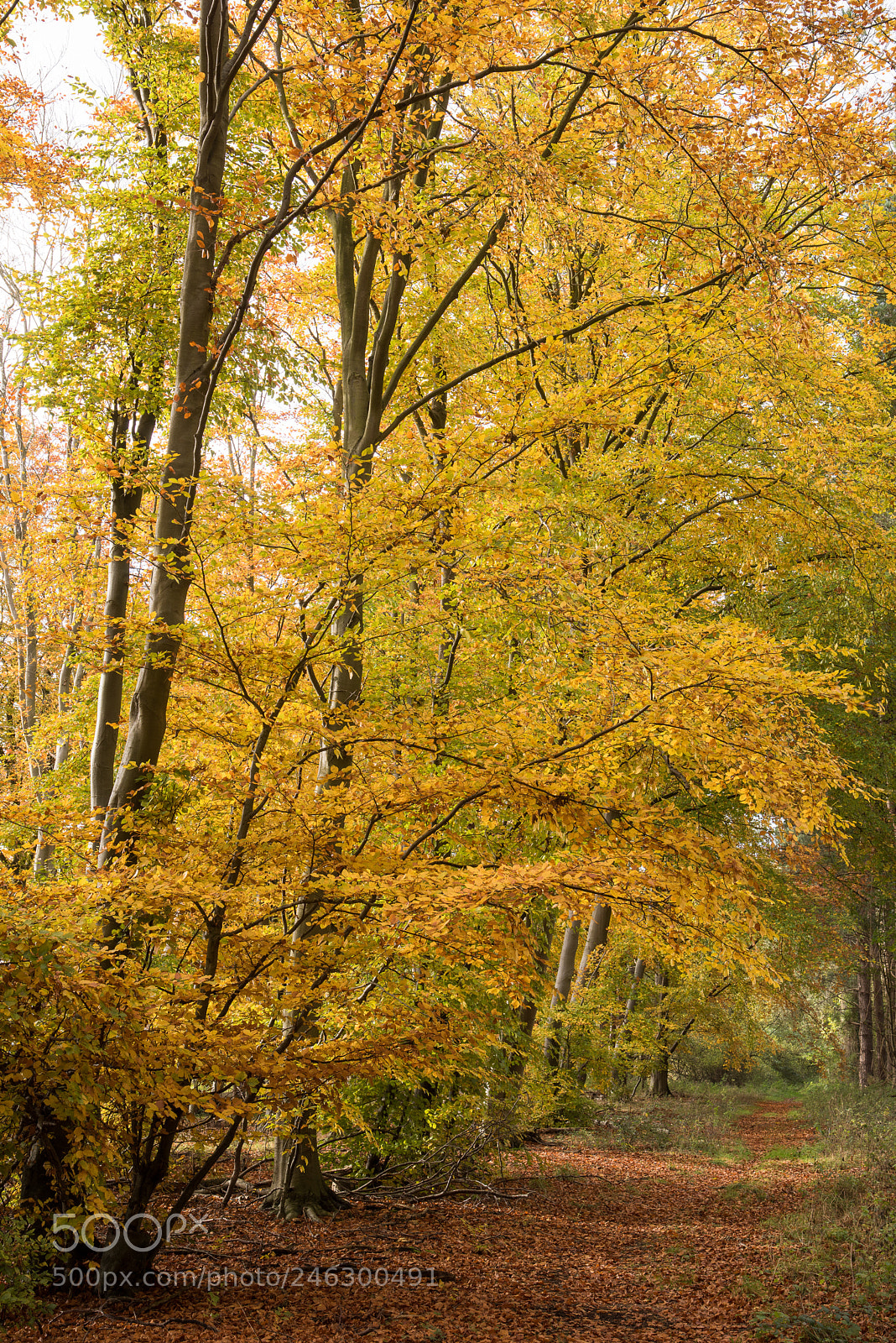 Nikon D810 sample photo. King's forest beech & birch #1 photography