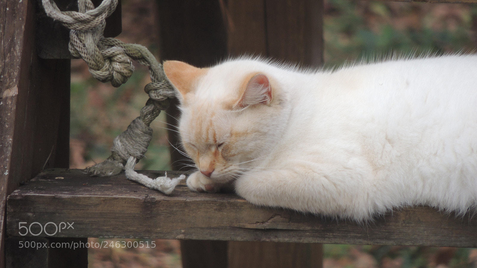 Nikon Coolpix P510 sample photo. Kitty taking a sleep photography