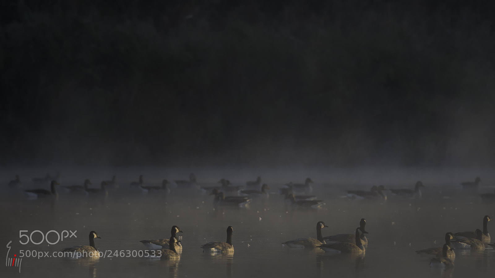 Nikon D500 sample photo. Misty morning photography