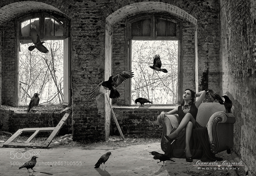 Nikon D7100 sample photo. Black crow photography