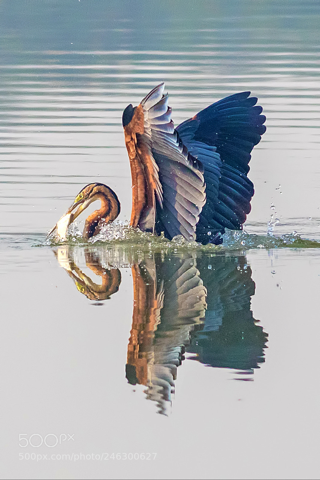 Canon EOS 7D Mark II sample photo. Purple heron photography