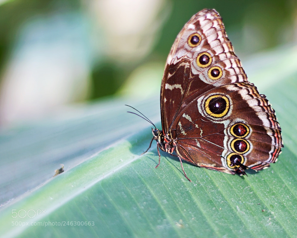 Canon EOS 550D (EOS Rebel T2i / EOS Kiss X4) sample photo. Brown butterfly close up photography