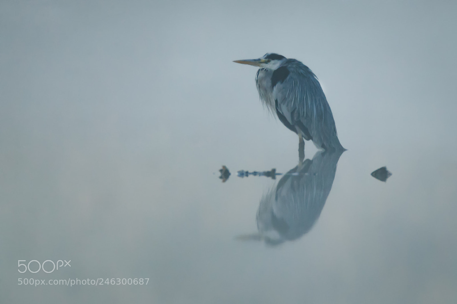 Canon EOS-1D X sample photo. In the morning mist photography