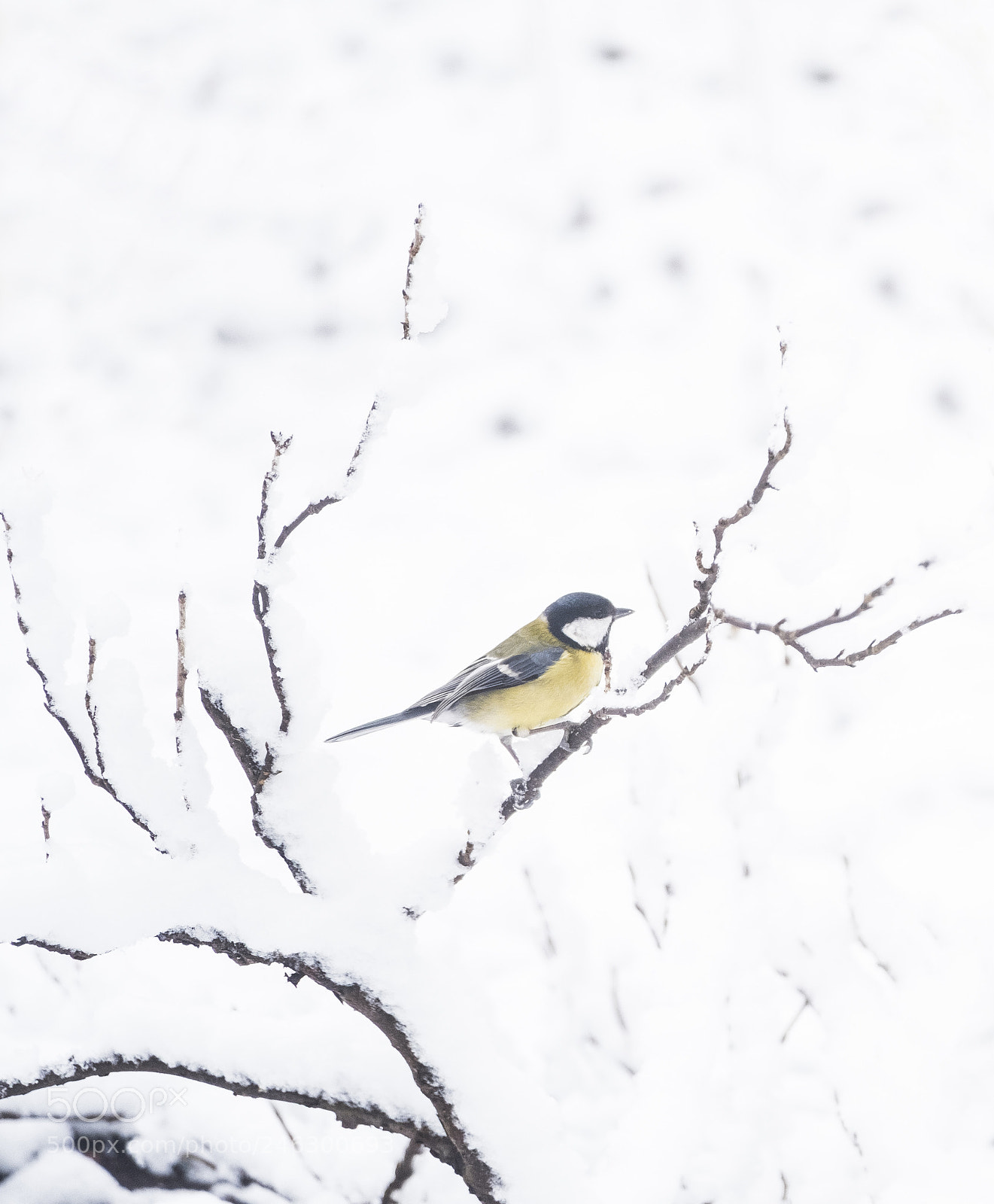 Fujifilm X-T2 sample photo. The great tit photography