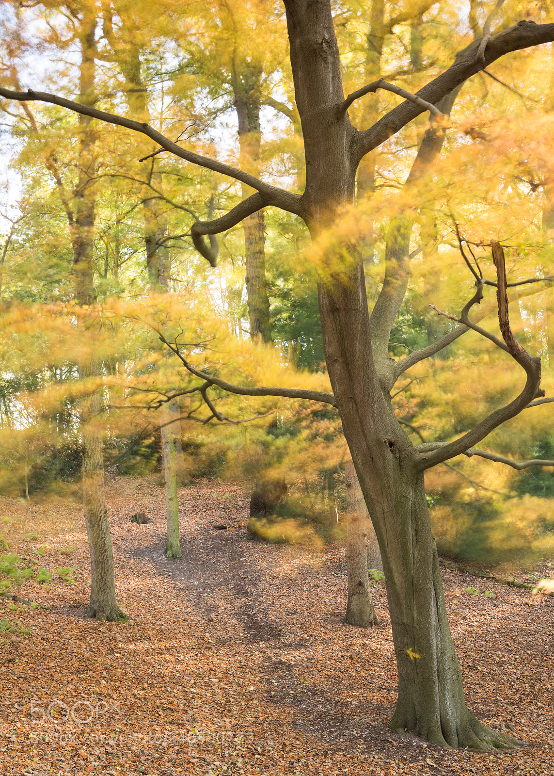 Nikon D810 sample photo. Polstead wood in autumn #2 photography