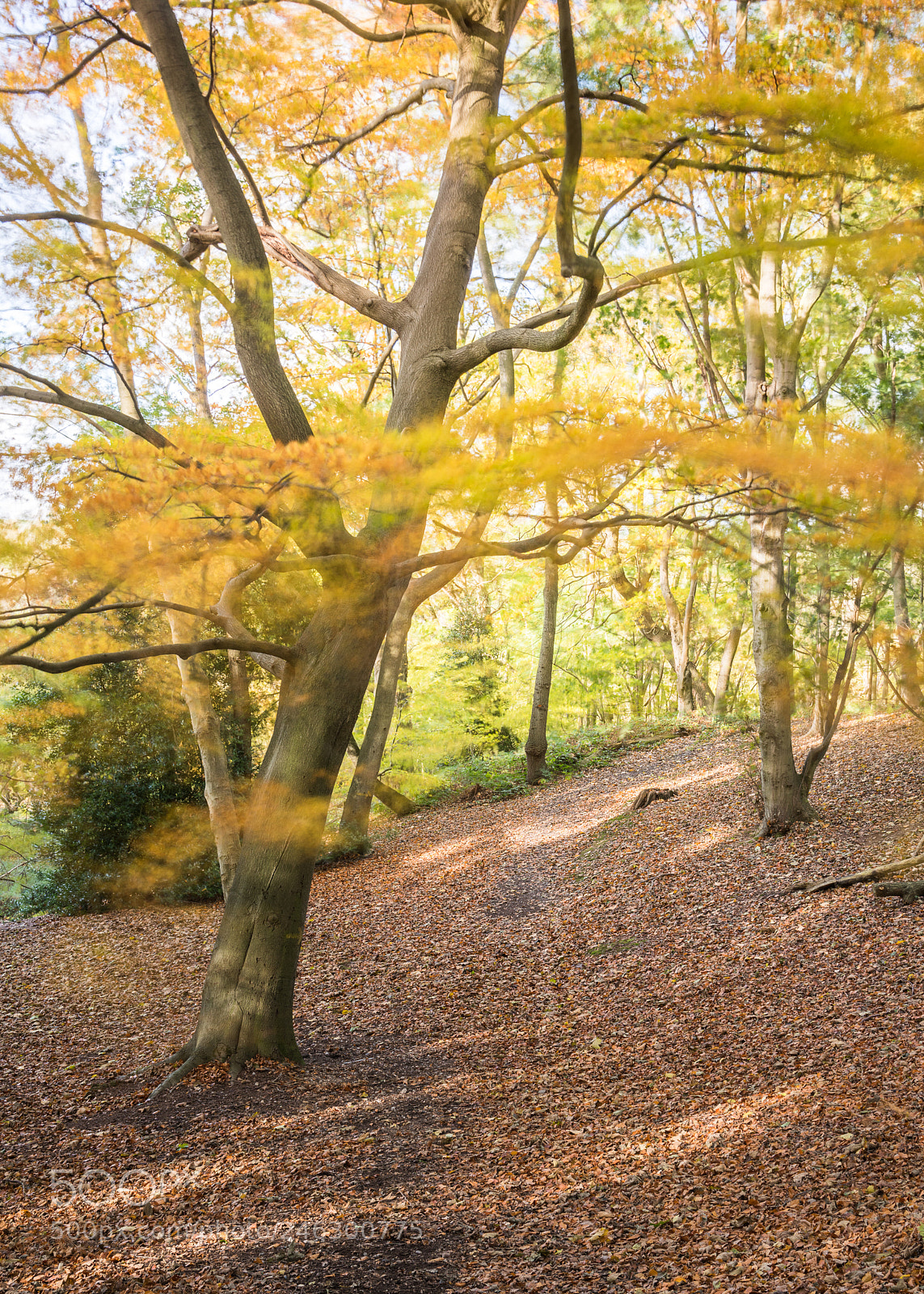 Nikon D810 sample photo. Polstead wood in autumn #1 photography