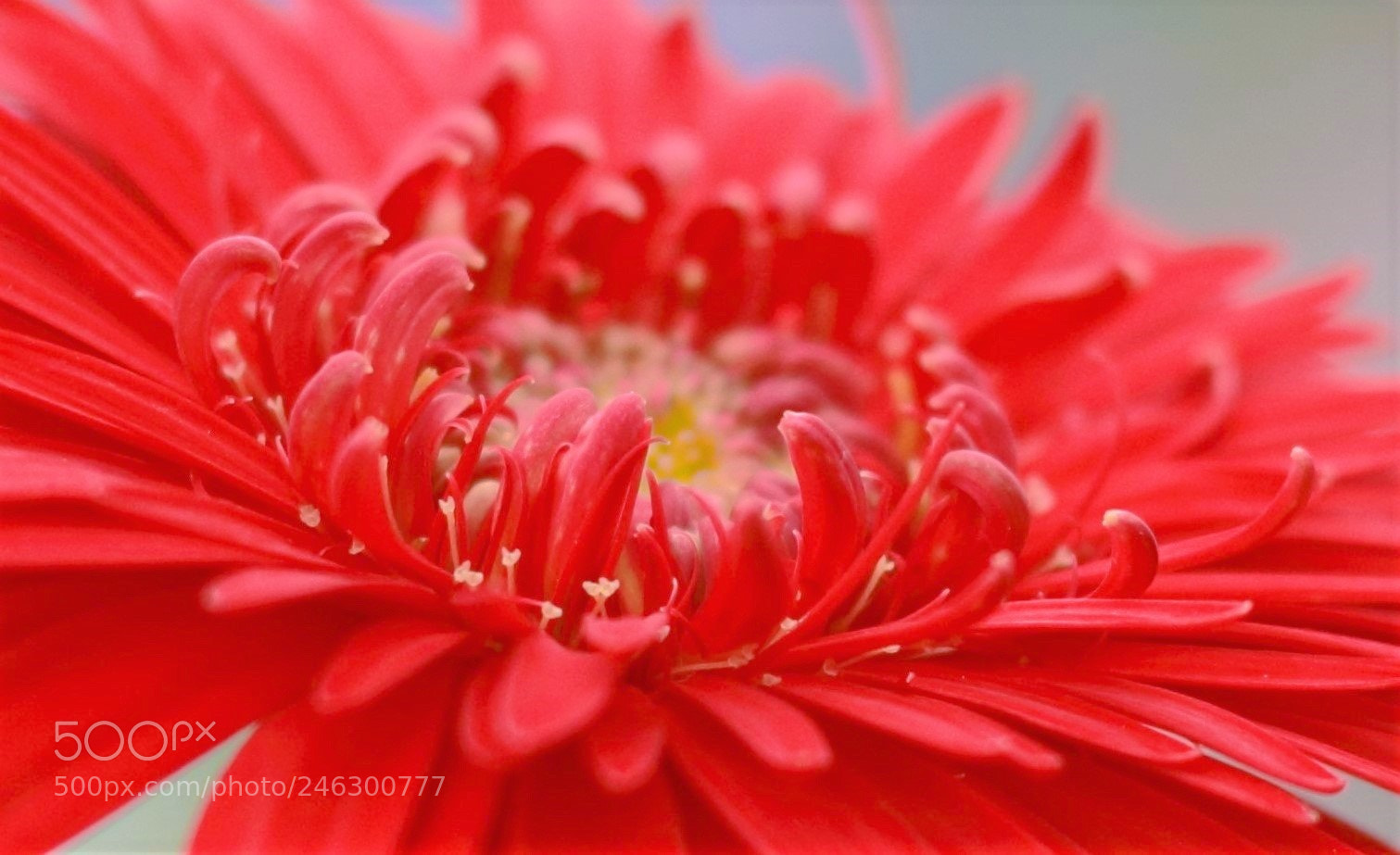 Canon EOS 600D (Rebel EOS T3i / EOS Kiss X5) sample photo. Red flower close up photography